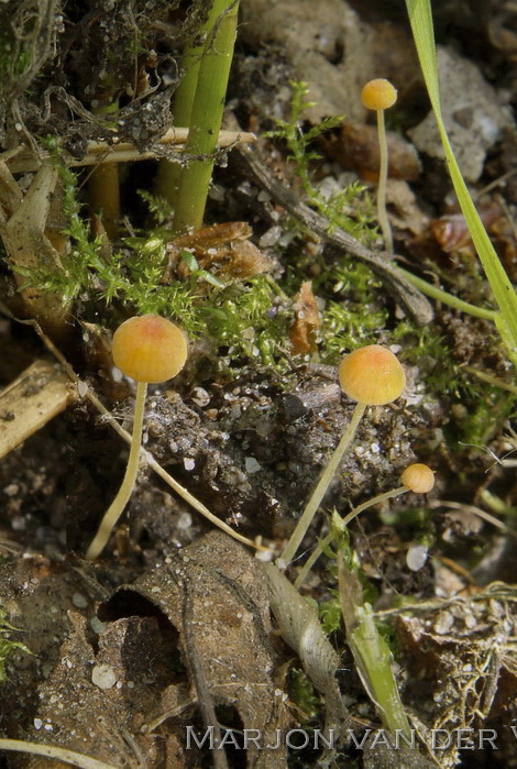 Oranje dwergmycena - Mycena acicula